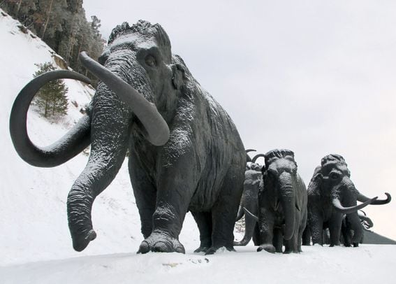 mammoth, ice age