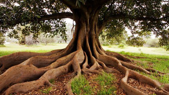 Fig tree with big roots (Getty Images)