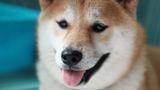 Key Metric of Dogecoin Futures Jumps in Past 24 Hours