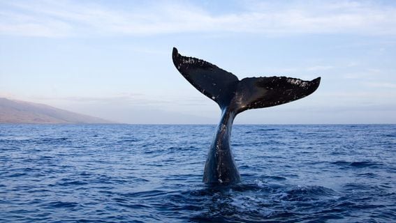 Who Is the Whale(s) Buying Up $1.6B Bitcoin in 5 Minutes?