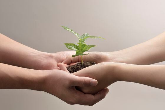 Woman and man hands holds small green plant seedling, representing funding program support for Web3 developers.
