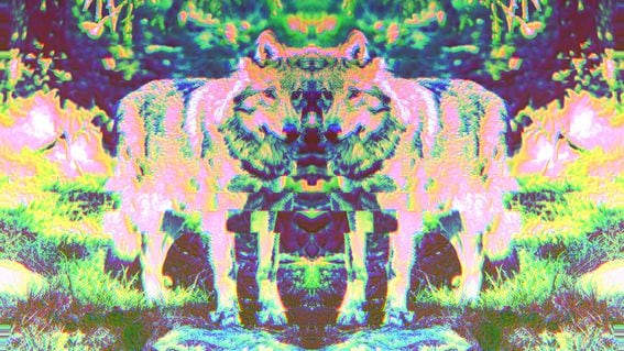 psychedelic wolves (Robert Larsson/Unsplash, modified by CoinDesk)