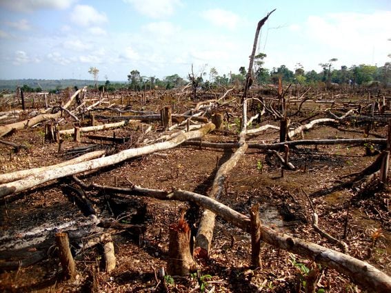 deforestation-brazil