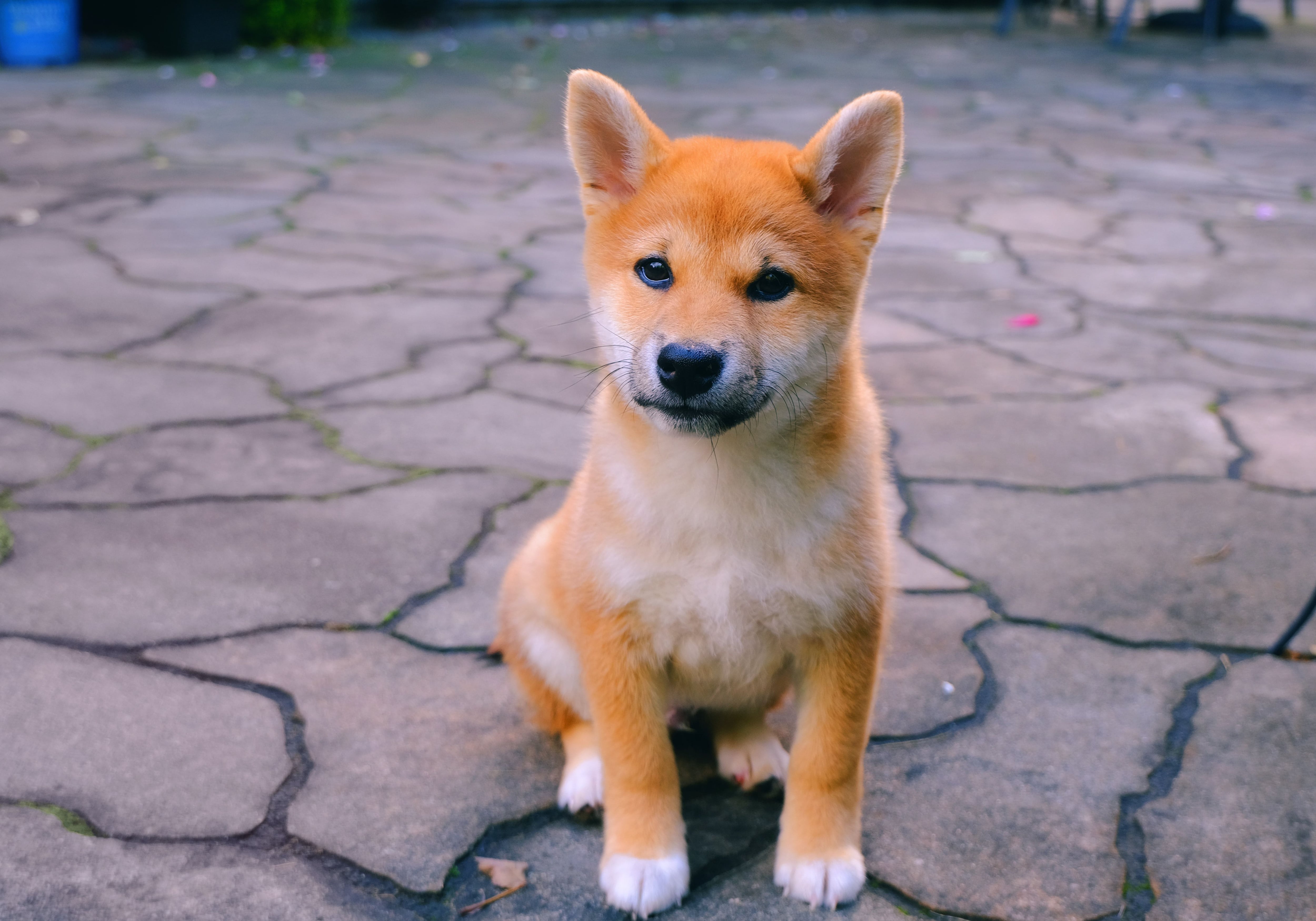 Buzz Around Shiba Inu Is Nowhere Close to Retail Frenzy Seen in Mayon October 8, 2021 at 7:25 pm