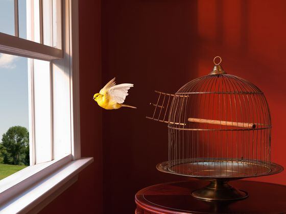 Canary escaping cage, flying toward open window