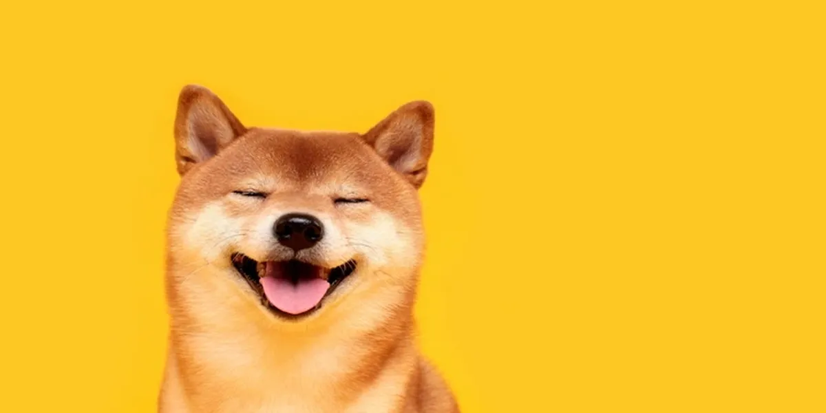 what should i do with my shiba inu coin , how to withdraw money from shiba inu