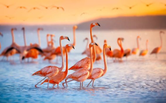 FlamingoDAO is a decentralized autonomous organization investing in NFTs. (Jonathan Ross/Getty Images)