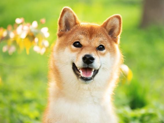 Dogecoin's price doubled in October. (Getty Images)