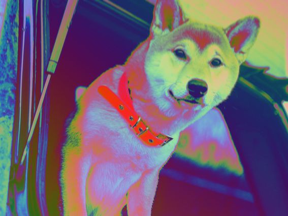 Shiba inu, the dog breed that inspired both DOGE and SHIB, is on a wild ride in the cryptocurrency markets. (Unsplash, modified by CoinDesk)