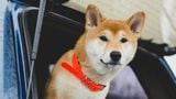 Dogecoin Rises Over 15% This Week as Bitcoin's Rally Revives Risk-Taking