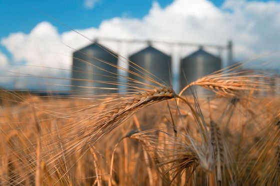 wheat, silos