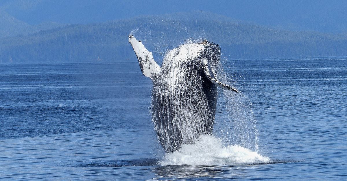 Bitcoin (BTC) walvissen domineren met een aantal transacties van $100.000