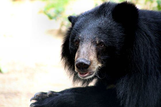 Bear (Mohd Fazlin/Flickr)