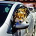 CDCROP: Portrait Of Shiba Inu Dogs Traveling In Car (Getty Images)