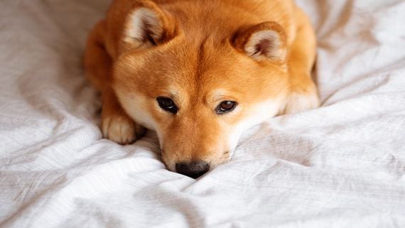 The Rise of Shib Coin and the State of the Crypto Markets