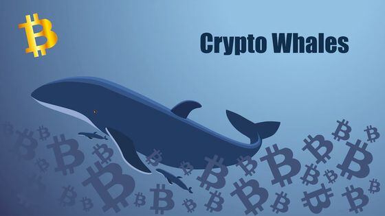 Bitcoin Whales Stay Away Even as Technical Indicator Flashes Oversold