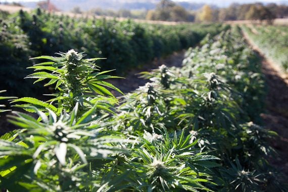 Vermont's agriculture department plans to start tracking hemp production and shipments on ethereum in partnership with Trace. (Image via Shutterstock)