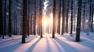 sun, trees, snow