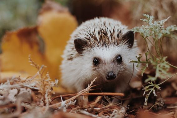 Hedgehog is the latest dapp to build on Solana.