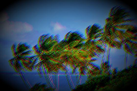 Palm trees blowing in the wind on the island of Barbados.