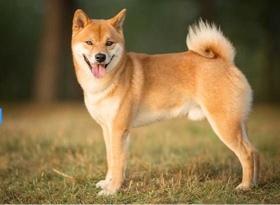 Dogecoin is often associated with the Shiba Inu dog breed. 