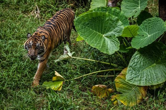 Indonesia's Zoo Animals Face Food Shortage Amid The Coronavirus Pandemic