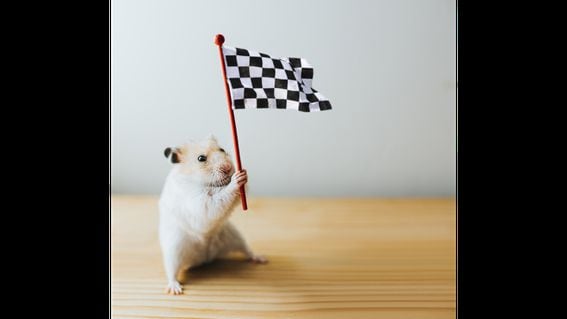 Hamster racing appears to be the new craze for the crypto community. (Catherine Falls Commercial/Gettyimages)