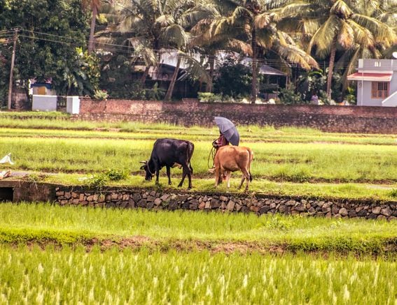 India rural