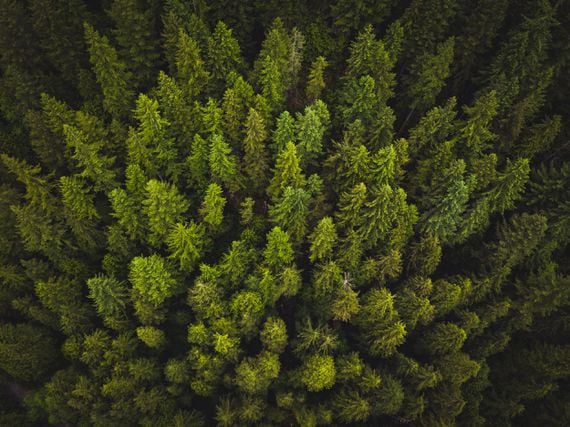 A forest of green trees: Can carbon credits on a blockchain help the environment?