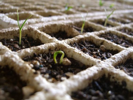 Dirt's seed funding came from a handful of DAOs. (benketaro/Flickr)