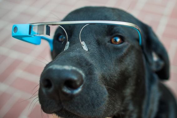 dog wearing Google Glass