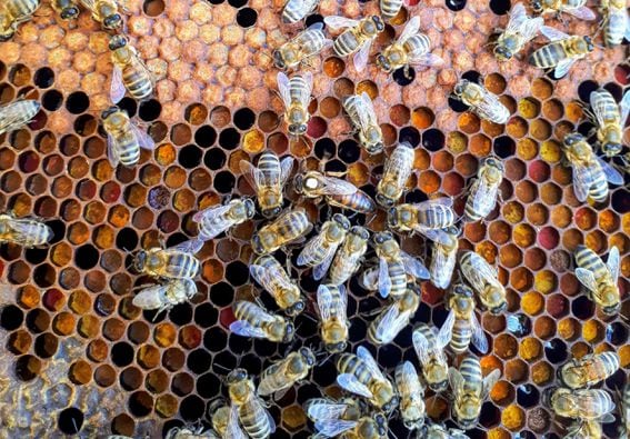 Bees, Hive, Hiveblockchain, Honey