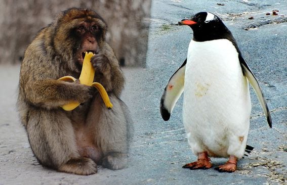Penguin Ape for Marc