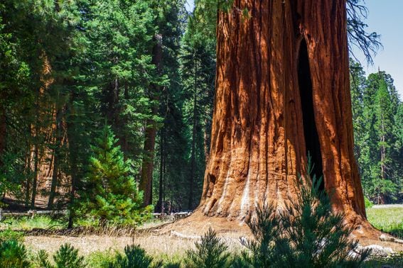 Tree and forest at Sequoia National Park in California (Getty Images)