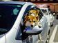 CDCROP: Portrait Of Shiba Inu Dogs Traveling In Car (Getty Images)