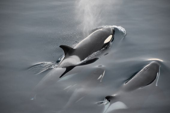 Killer whales swimming (Nitesh Jain/Unsplash)