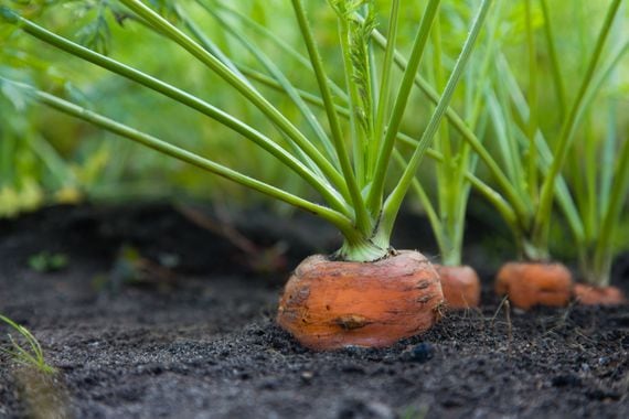 Carrots growing in soil representing Bitcoin Taproot upgrade and bitcoin privacy.