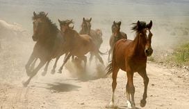 EUREKA, NV - JULY 8:  A group of wild horses is rounded up during a gathering July 8, 2005 in Eureka, Nevada. The U.S. Bureau of Land Management wants to reduce herds in the American west, where an estimated 37,000 of the horses roam free, to 28,000 by the end of 2005. The U.S. periodically removes thousands of horses and donkeys in an attempt to ensure western rangelands have adequate food and water for the animals to survive. Those animals are either adopted out or housed indefinitely on government sanctuaries. Currently 24,000 horses and donkeys are housed in government-run facilities. Recently passed legislation allows for the sale for slaughter of wild horses and donkeys older than ten years old and animals that have been unsuccessfully offered for adoption at least three times, eliminating restrictions that had been in place since 1971 which prevented wild horses from being sold commercially.  (Photo by Justin Sullivan/Getty Images)