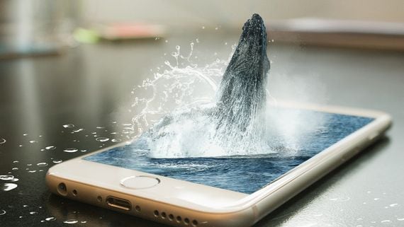 A whale is seen apparently surfacing through a mobile-phone screen