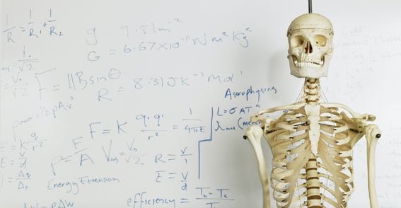 skeleton, anatomy