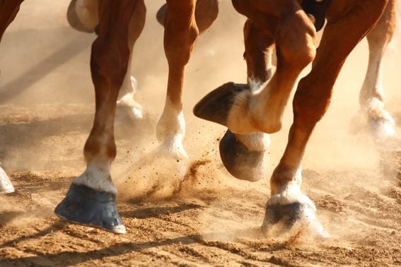 horses-running