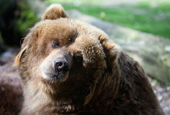 WUPPERTAL, GERMANY - APRIL 08:  A Kodiak bear enjoys lying in the sun at the Wuppertal Zoo on April 8, 2009 in Wuppertal, Germany.  (Photo by Christof Koepsel/Getty Images)