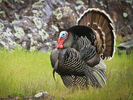 CDCROP: Turkey (Shutterstock)