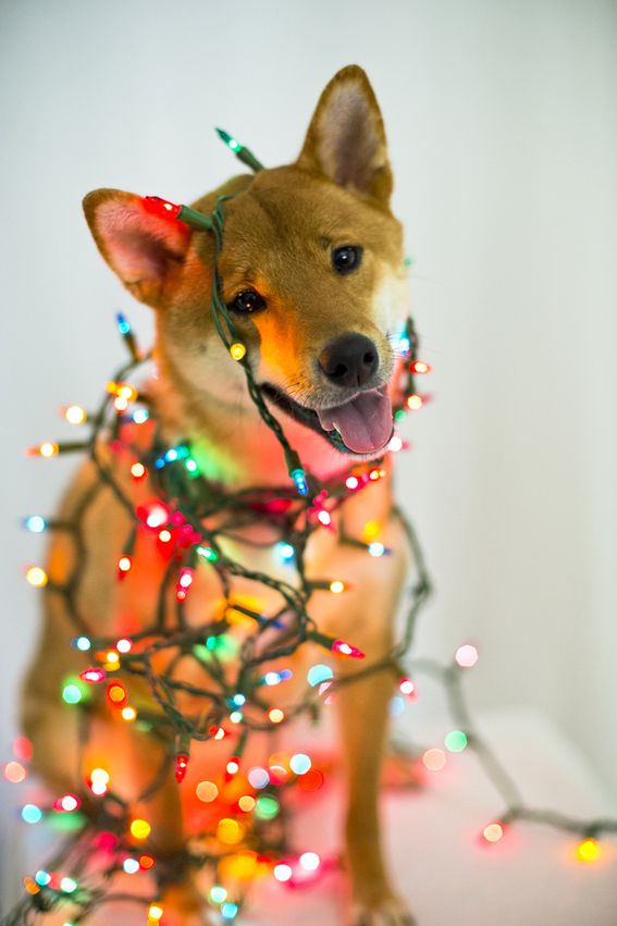 Doge Christmas