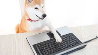 Shiba Inu using PC