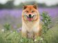 CDCROP: red shiba inu dog (Anastasiia Cherniavskaia/Getty Images)