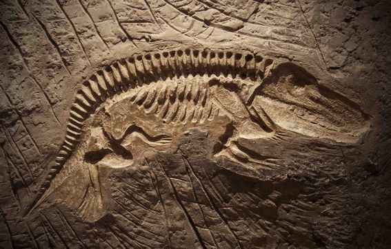 dinosaur, fossil