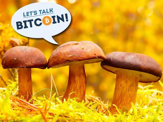 The best Sundays are for long reads and deep conversations. Earlier this week the Let's Talk Bitcoin! Show gathered to discuss catalysts and CEOS in the world of blockchain projects, the organizational and organic structures of decentralization and to wonder whether crypto even needs Satoshi-like catalysts now that the fire of blockchain burns bright.

On today's podcast we continue the discussion, applying concepts and stories from "The Spider and the Starfish: The Unstoppable Power of Leaderless Organizations", a formational book on pre-blockchain decentralization written in the early 2000's, as the centralized US military struggled to effectively dispatch a much smaller decentralized force in Afghanistan. While the battlefield is different, the insight is perhaps even more relevant to the world of blockchain projects, their decentralized origins and ambitions.

Want more? Catch up on 7 years of Let's Talk Bitcoin!

This episode of Let's Talk Bitcoin! is sponsored by Brave.com and eToro.com.

Original Photo by Krzysztof Niewolny on Unsplash

This episode featured Stephanie Murphy, Andreas M. Antonopoulos and Jonathan Mohan

Music for today's episode was provided by Jared Rubens, From Ether Music and general fuzz, with editing by Jonas. 

Would you like to Sponsor a future episode of the Let's Talk Bitcoin! show? Do you have any questions or comments? Email adam@ltbshow.com
