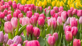 tulips, flowers