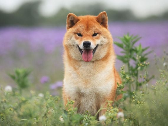 Shiba Inu dog (Anastasiia Cherniavskaia/Getty Images)